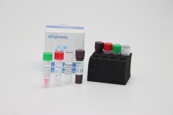 Boca Virus HBoV RT PCR Mengusap Tes Kit Kit PCR Uji Berpendar Kuantitatif ISO9001