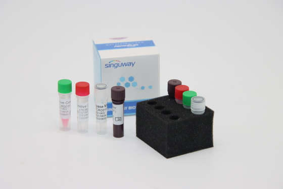Treponema Pallidum TP Virus Berpendar RT PCR Kit Kit PCR Waktu Nyata HCV Cepat