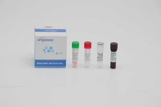 STB Virus RT PCR Tes Kit Fluoresensi Probing Cepat Nucleic Acid Tesing Kit
