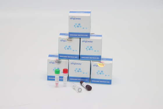 ISO9001 Cepat Helicobacter Pylori Virus RT PCR Tes Kit Akurasi Tinggi
