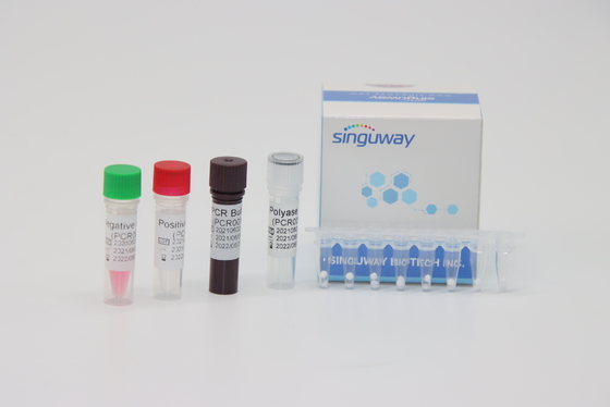 50 Salinan/Ml Kit Diagnostik PCR Waktu Nyata Untuk Pengetikan Gen Fusion BCR-ABL Leukemia